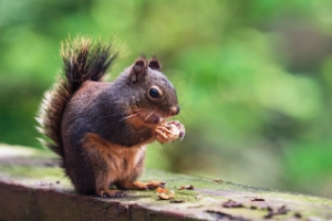 Ein Eichhörnchen sitzt auf einem Holzbalken und knabbert an einem Snack. Sein buschiger Schwanz ist aufgerichtet, und der Hintergrund zeigt unscharf grünes Blattwerk.